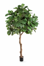 Ficus Lyrata Fiddle tree 360cm